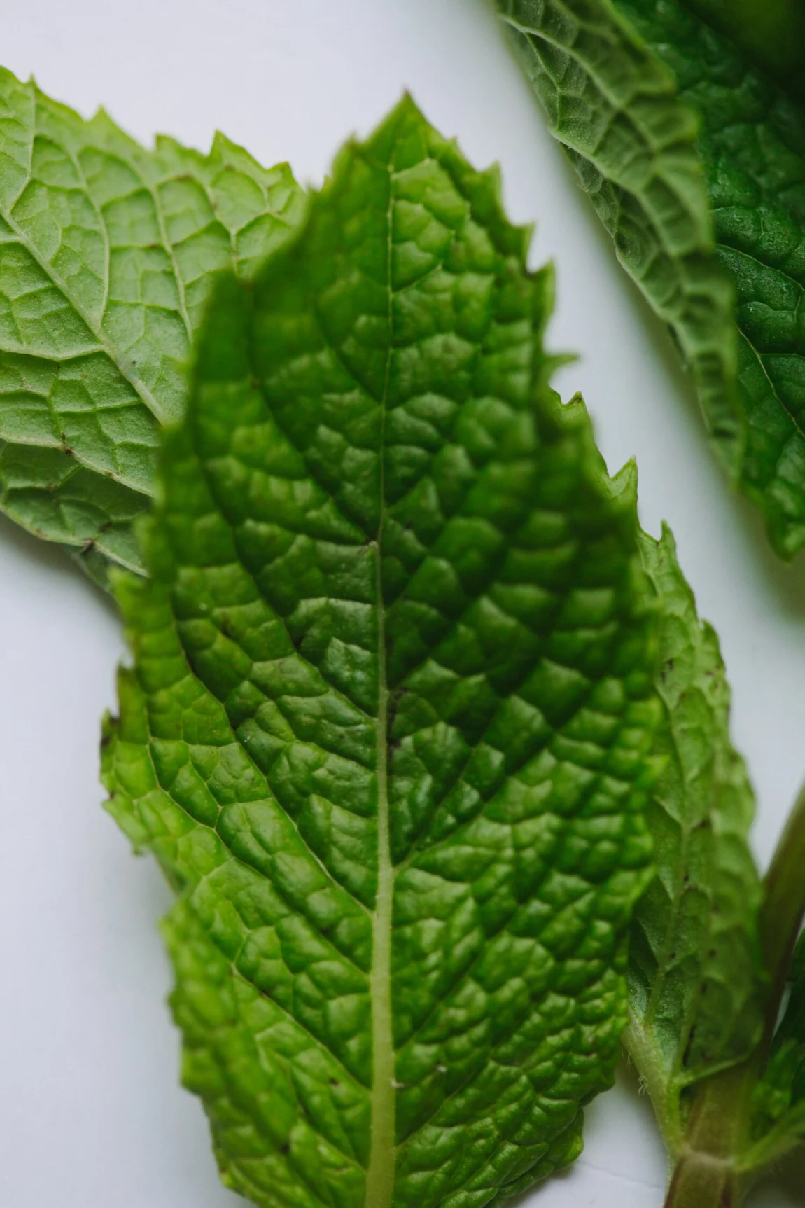Minty Aloe and Cucumber Lemonade - Golubka Kitchen