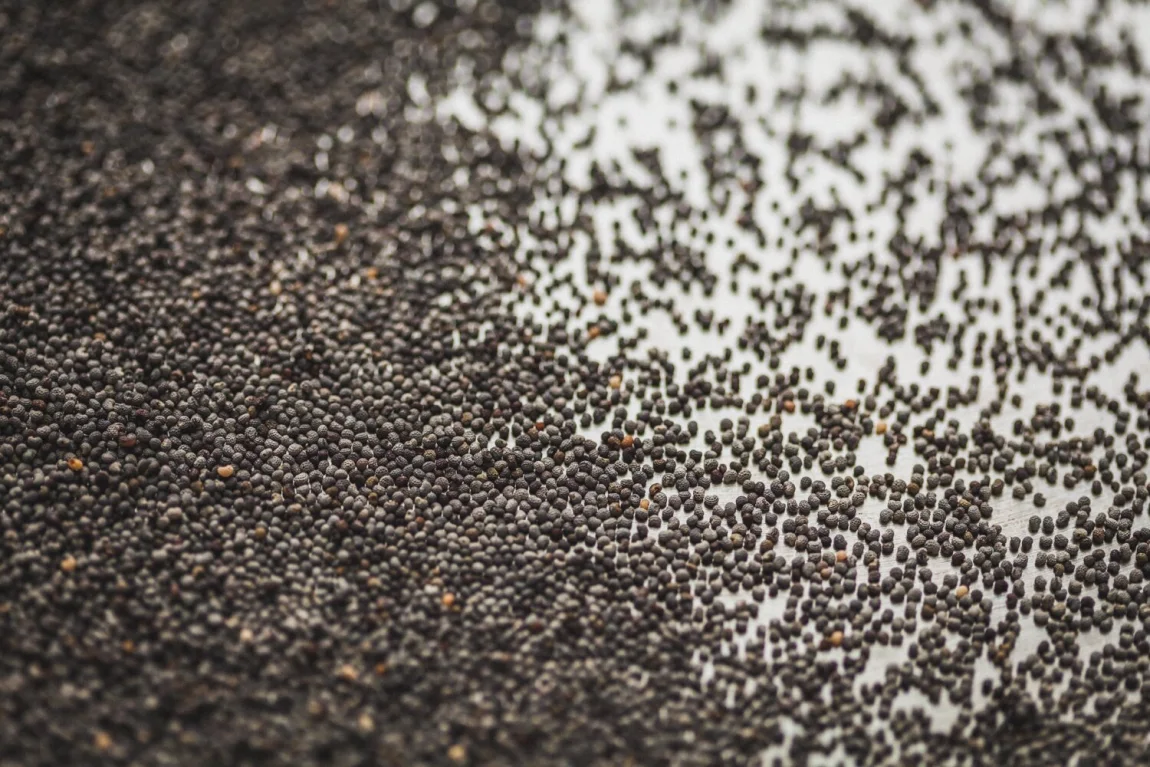 No-Recipe Winter Slaw with Dreamy Orange Tahini Dressing - Golubka Kitchen