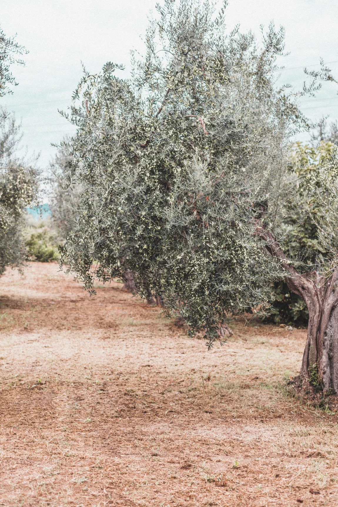 Abruzzo, Italy 2019 Retreat Registration Open! - Golubka Kitchen